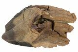Triceratops Tooth Crown - South Dakota #70142-2
